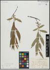 Foto von Salix acutifolia Willd.